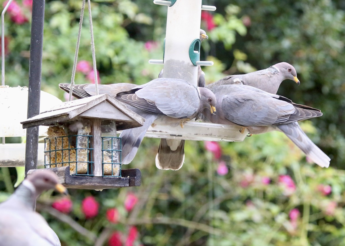 Pigeon à queue barrée - ML647374037