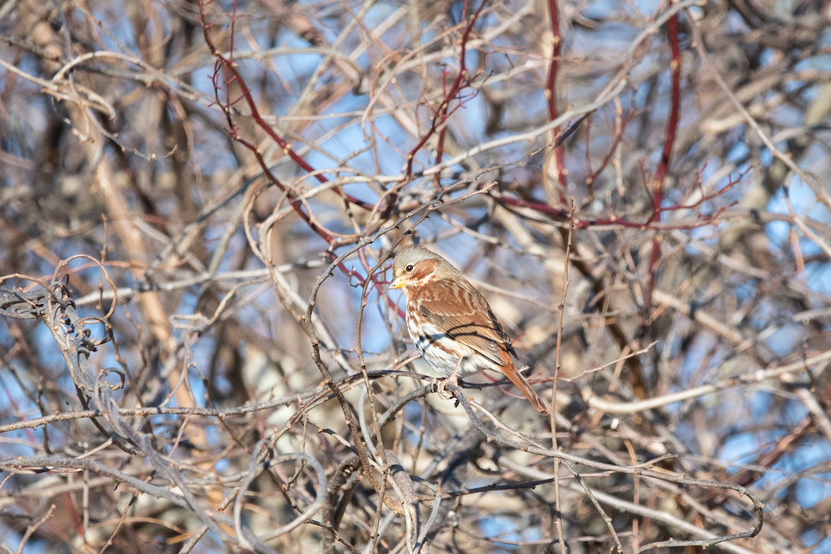 Fox Sparrow - ML647374049
