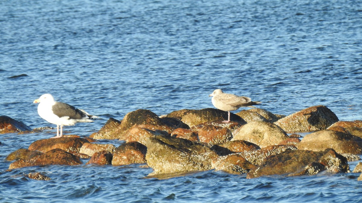 racek mořský - ML647374059