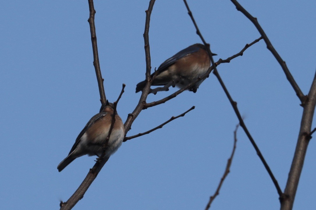 Блакитник східний - ML647374060