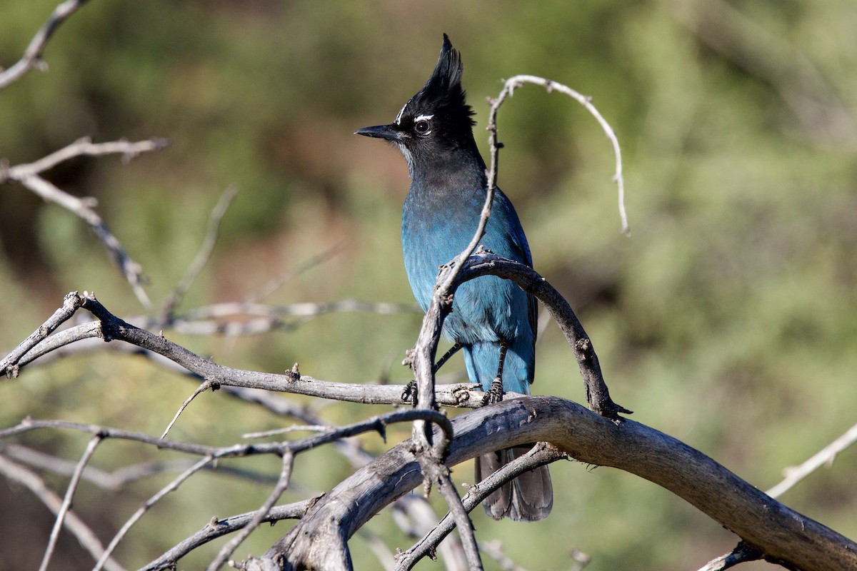 Steller Kargası - ML647374063