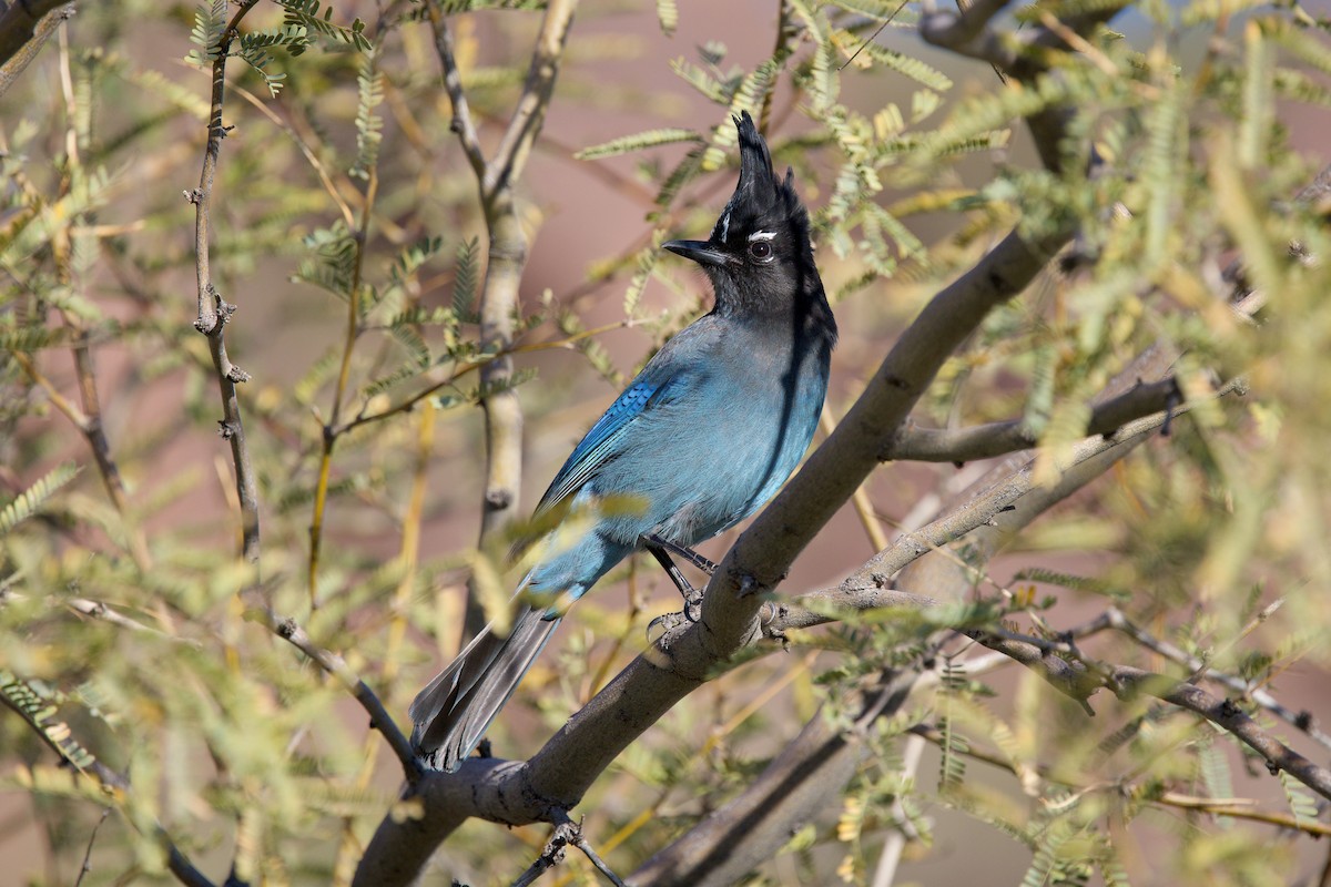 Steller Kargası - ML647374065