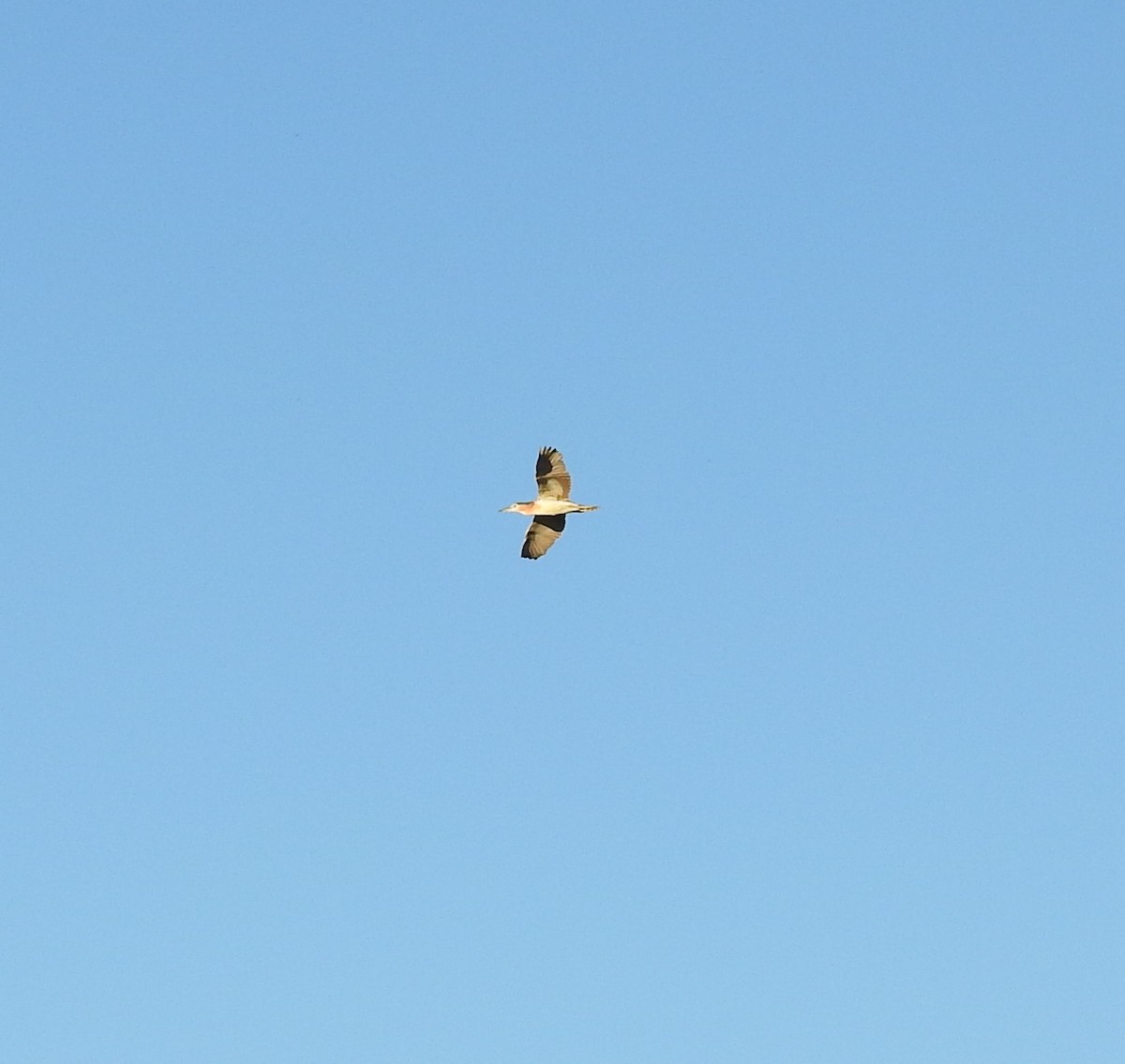 Рыжая кваква - ML647374081