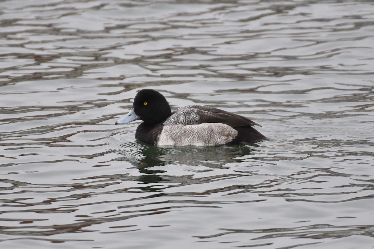 bergand - ML647374082