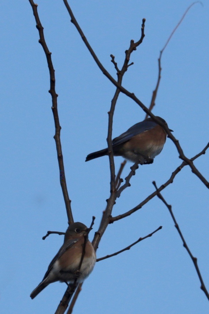 Блакитник східний - ML647374085