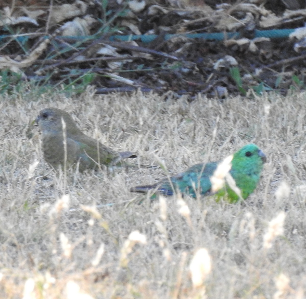 Певчий попугайчик - ML647374089