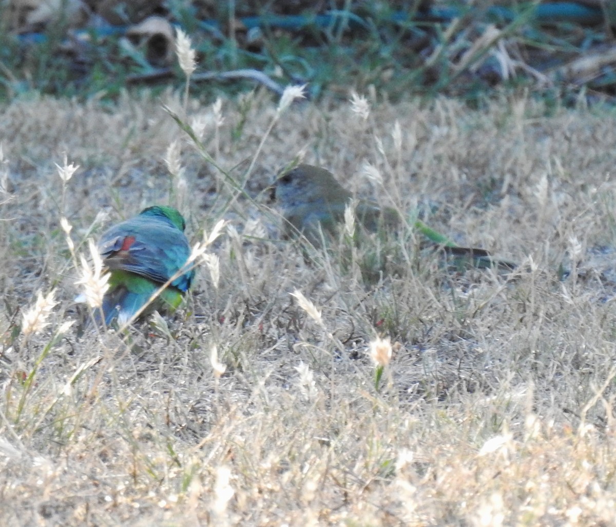 Певчий попугайчик - ML647374090