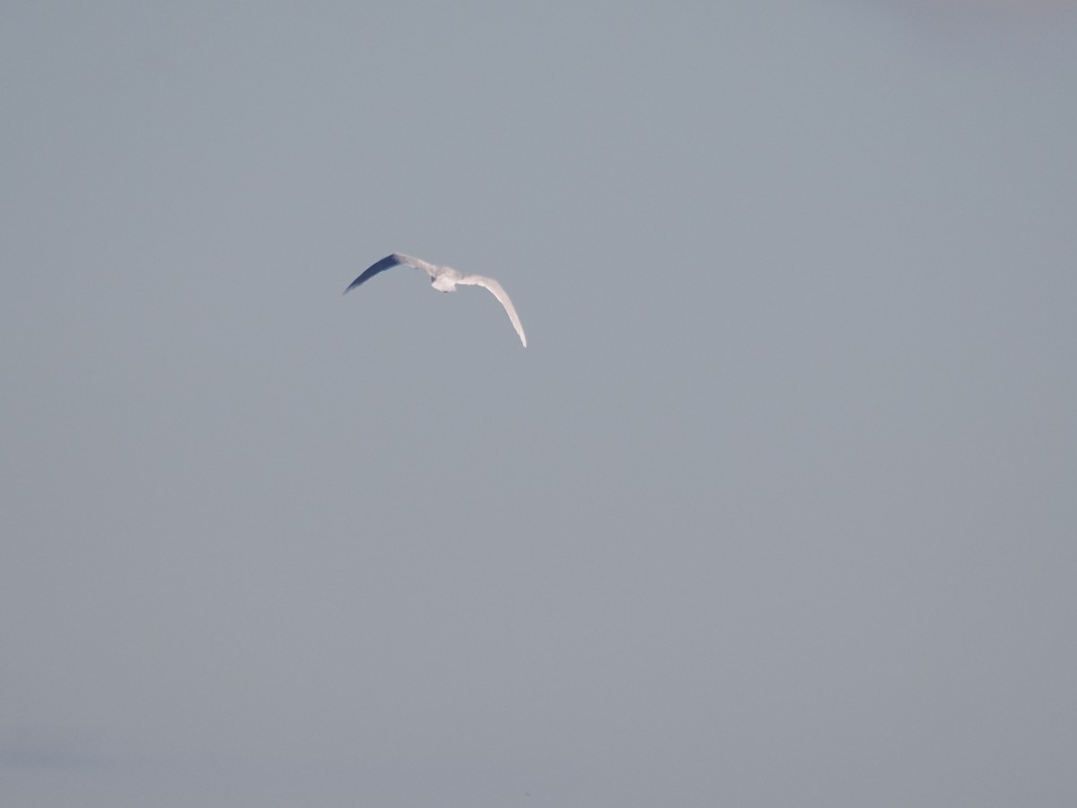 北極鷗 - ML647374092