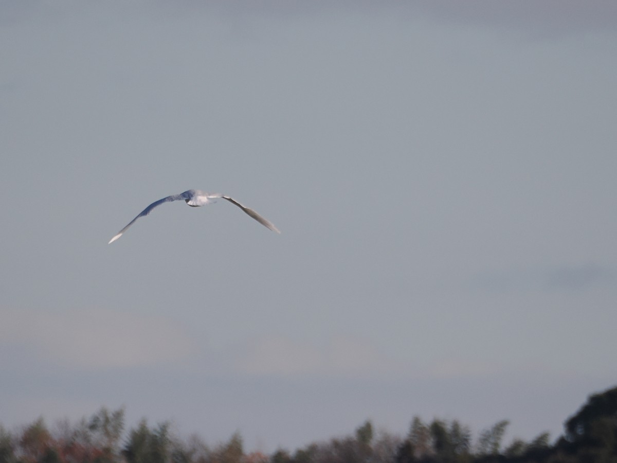 北極鷗 - ML647374093