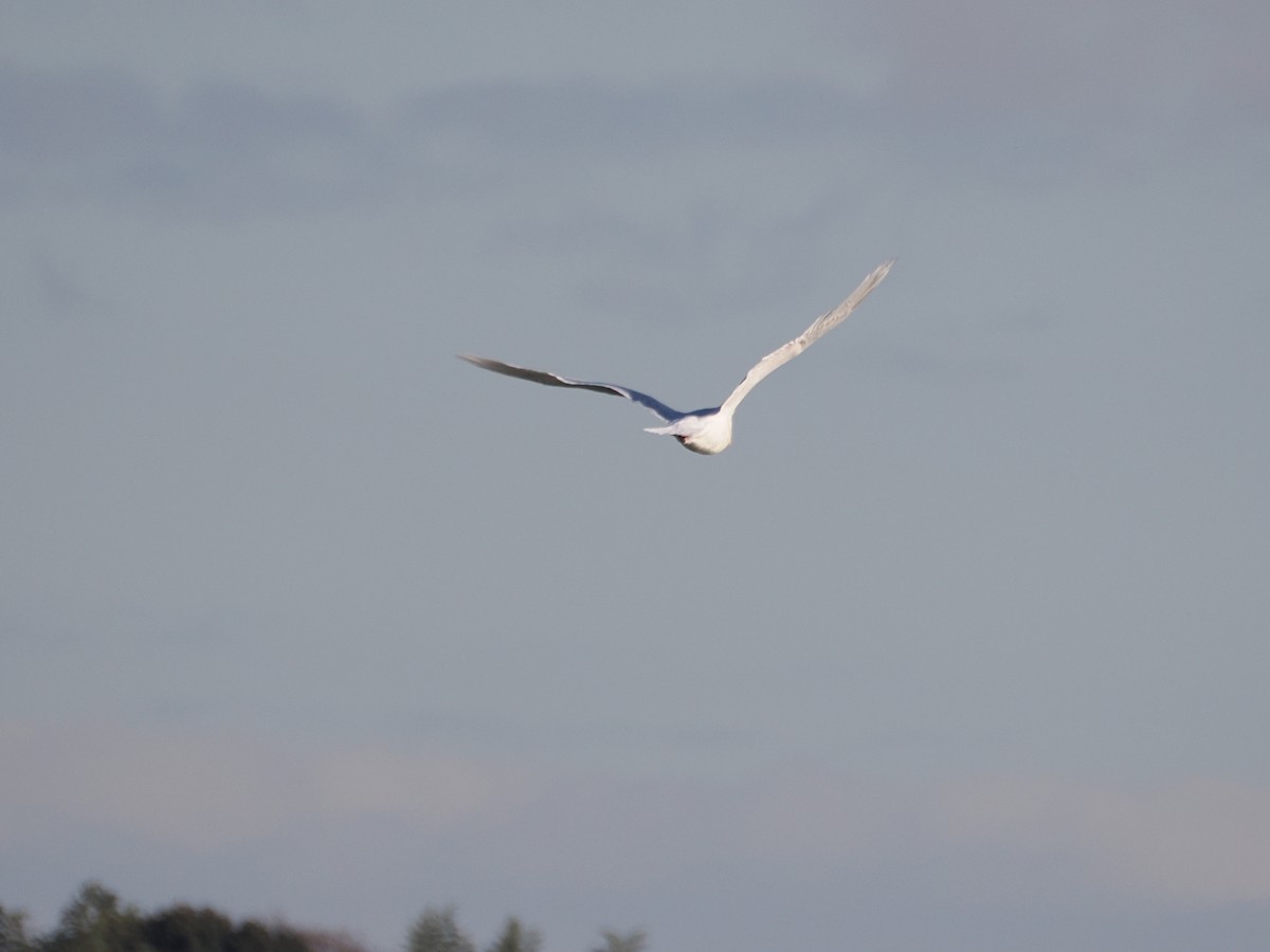 北極鷗 - ML647374094