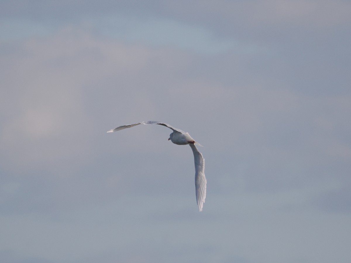 北極鷗 - ML647374095