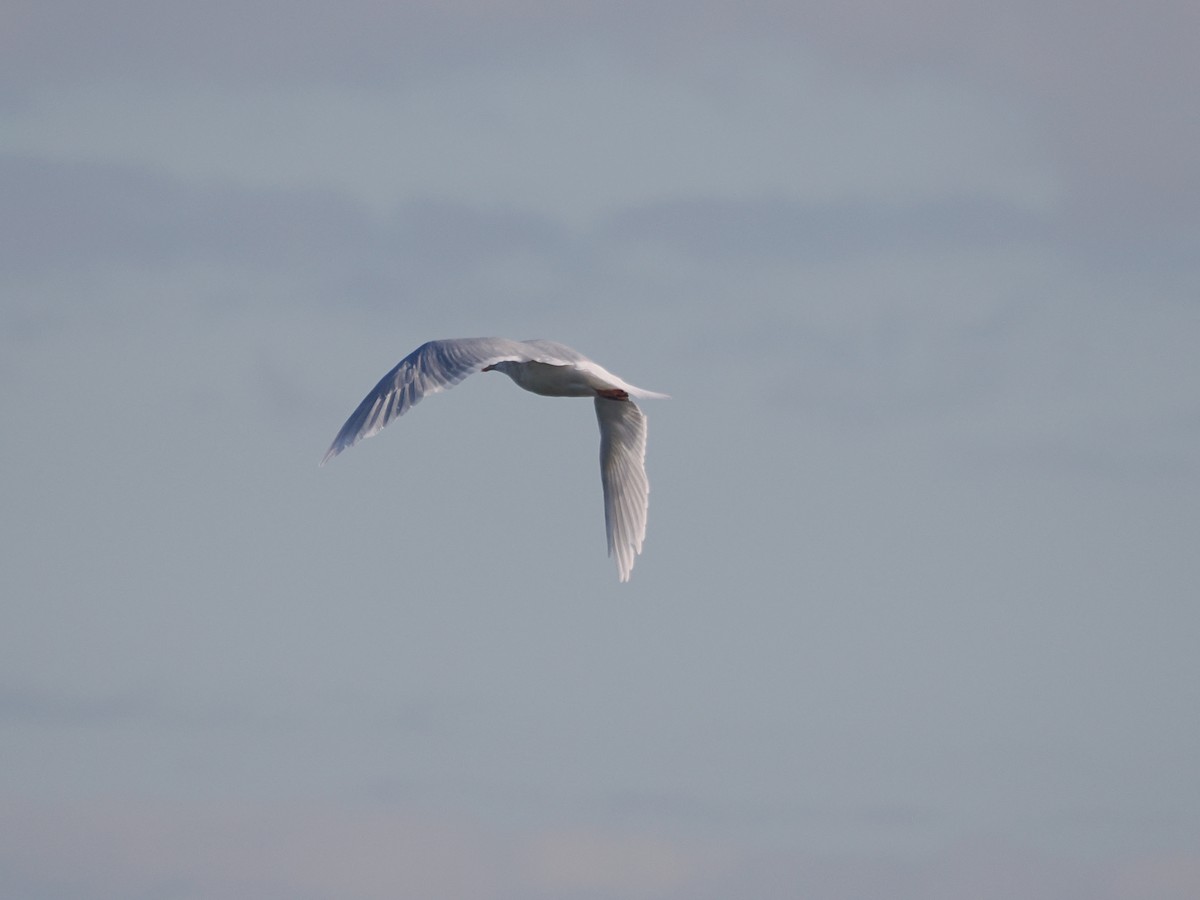 北極鷗 - ML647374096