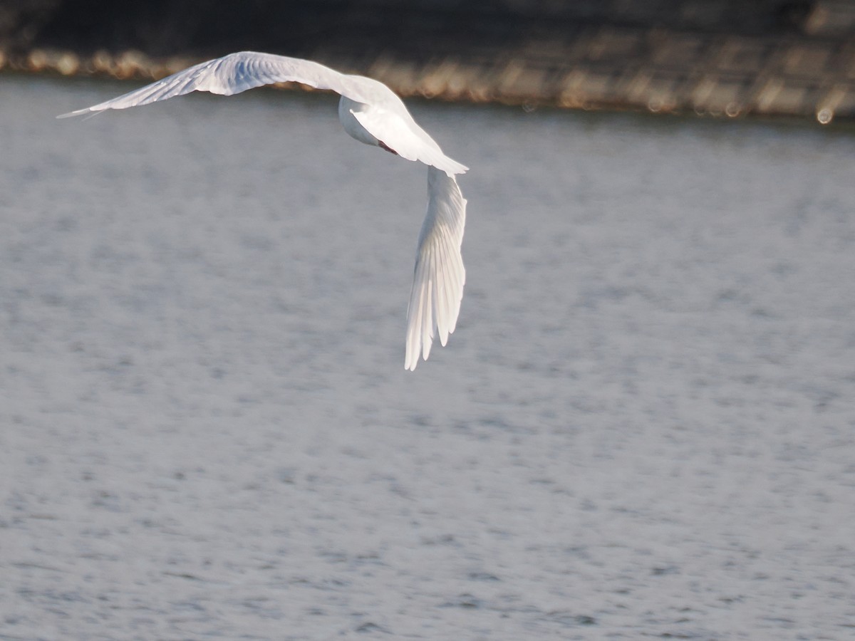 北極鷗 - ML647374097