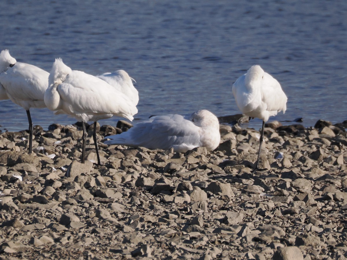 北極鷗 - ML647374098