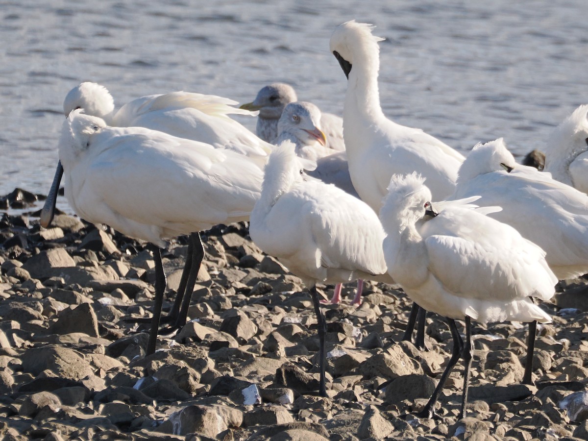 北極鷗 - ML647374100