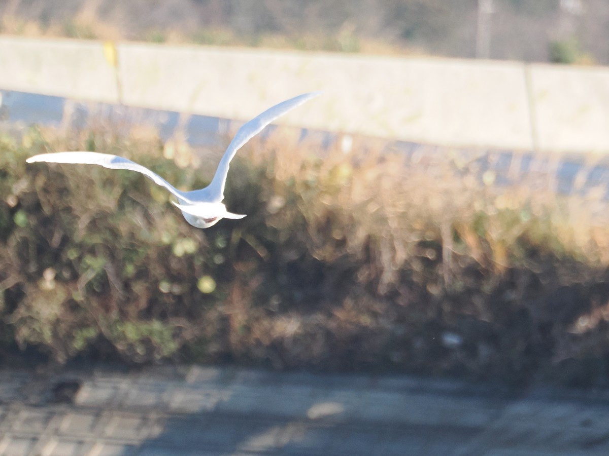 北極鷗 - ML647374101