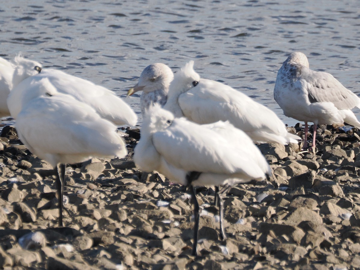 北極鷗 - ML647374102