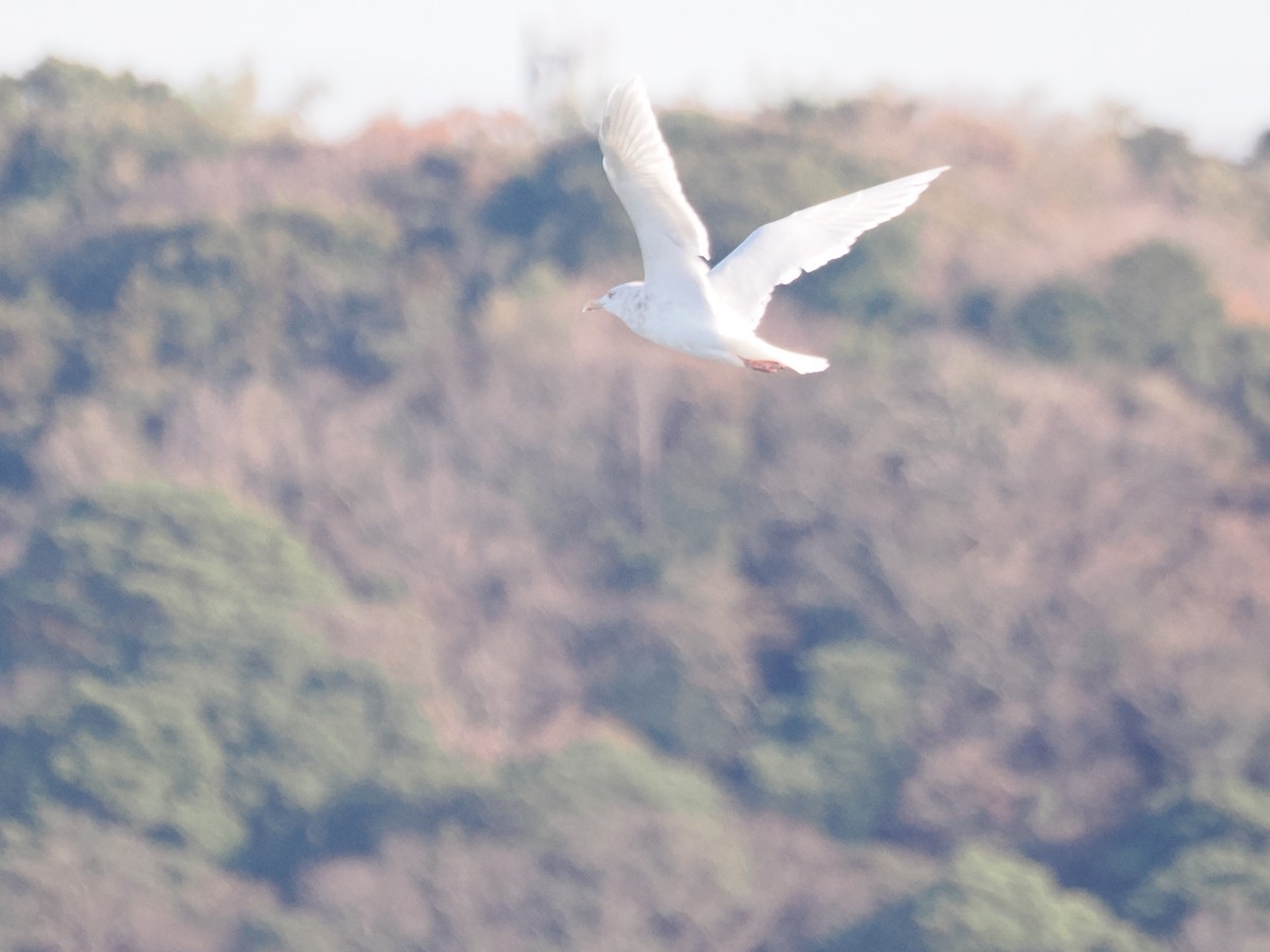 北極鷗 - ML647374103