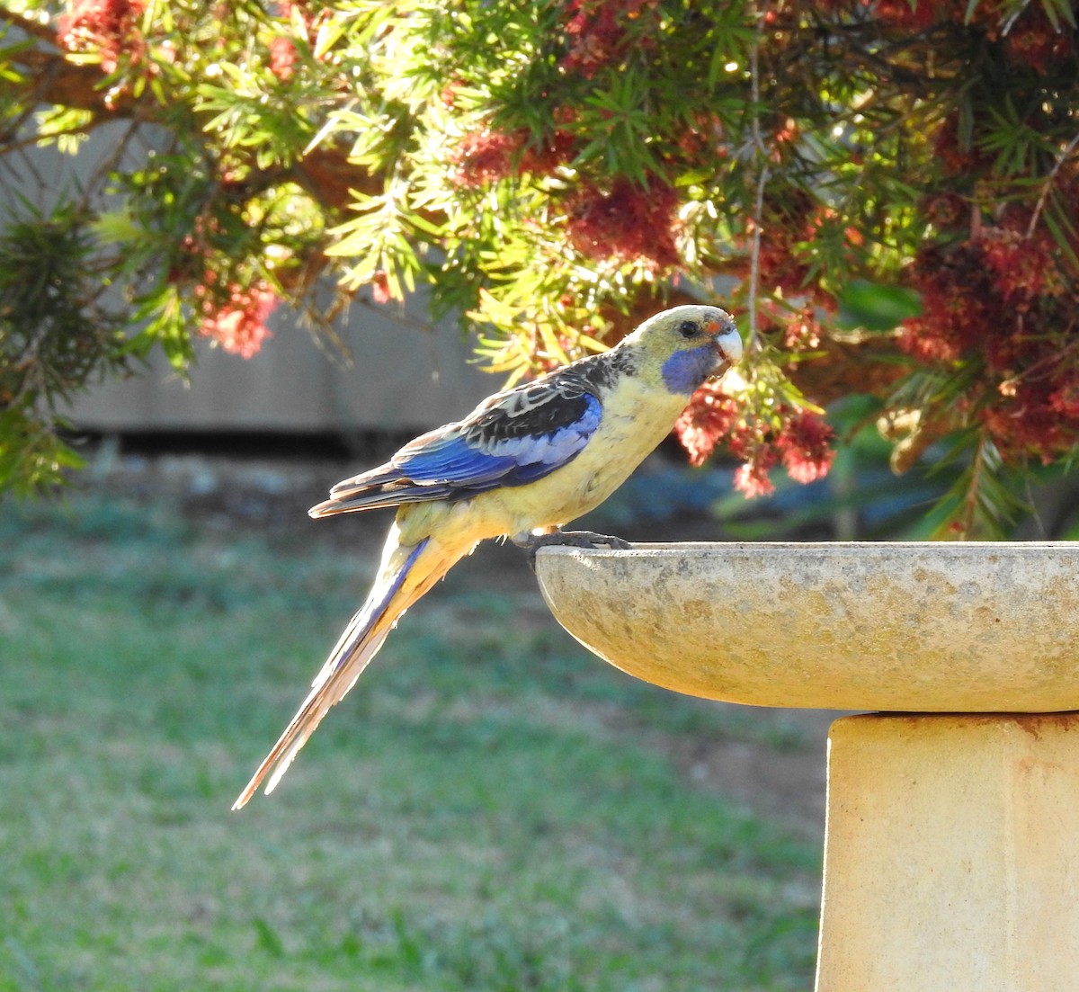 Синещёкая розелла (flaveolus) - ML647374120