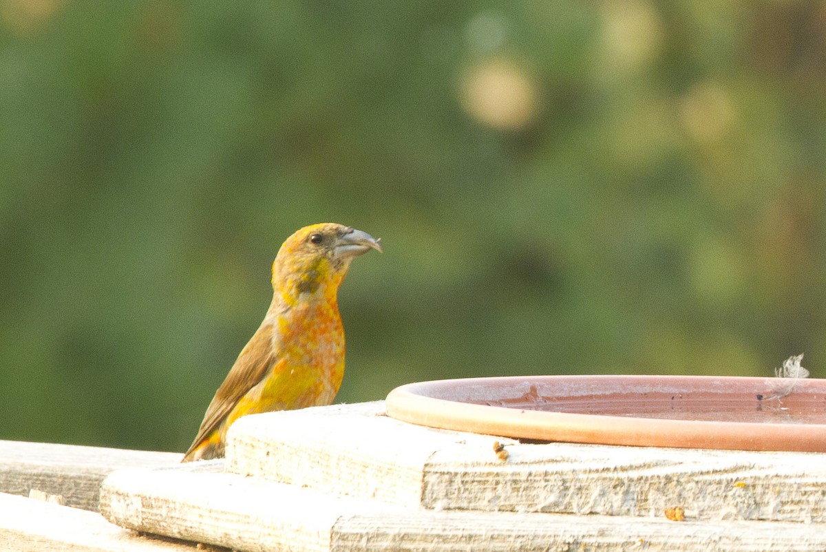 イスカ - ML647374121