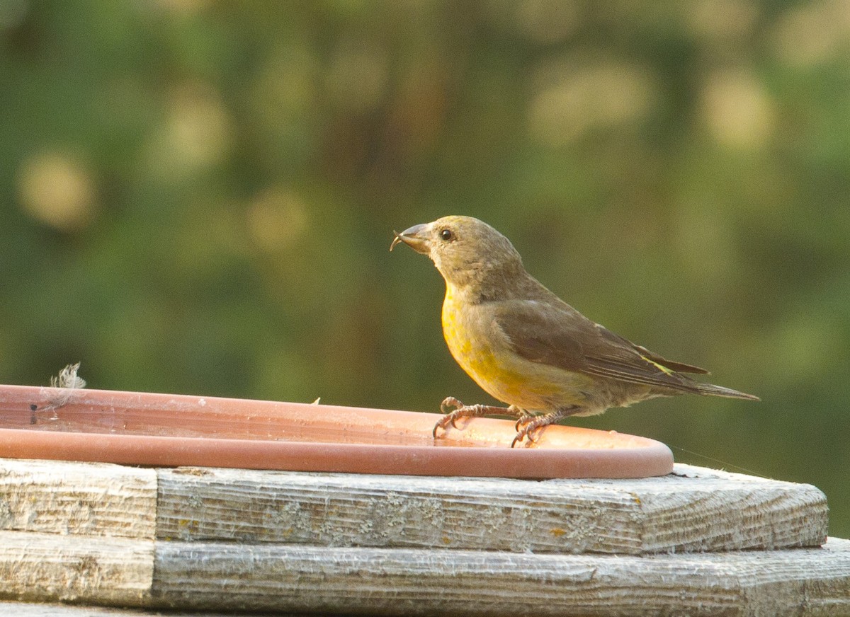 イスカ - ML647374122