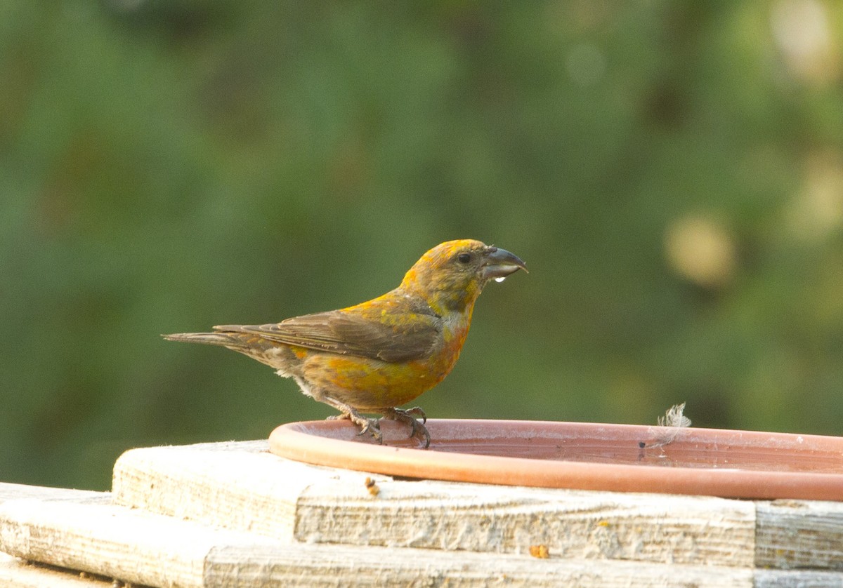 イスカ - ML647374123