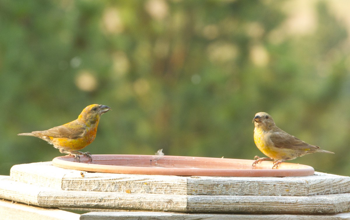 イスカ - ML647374124