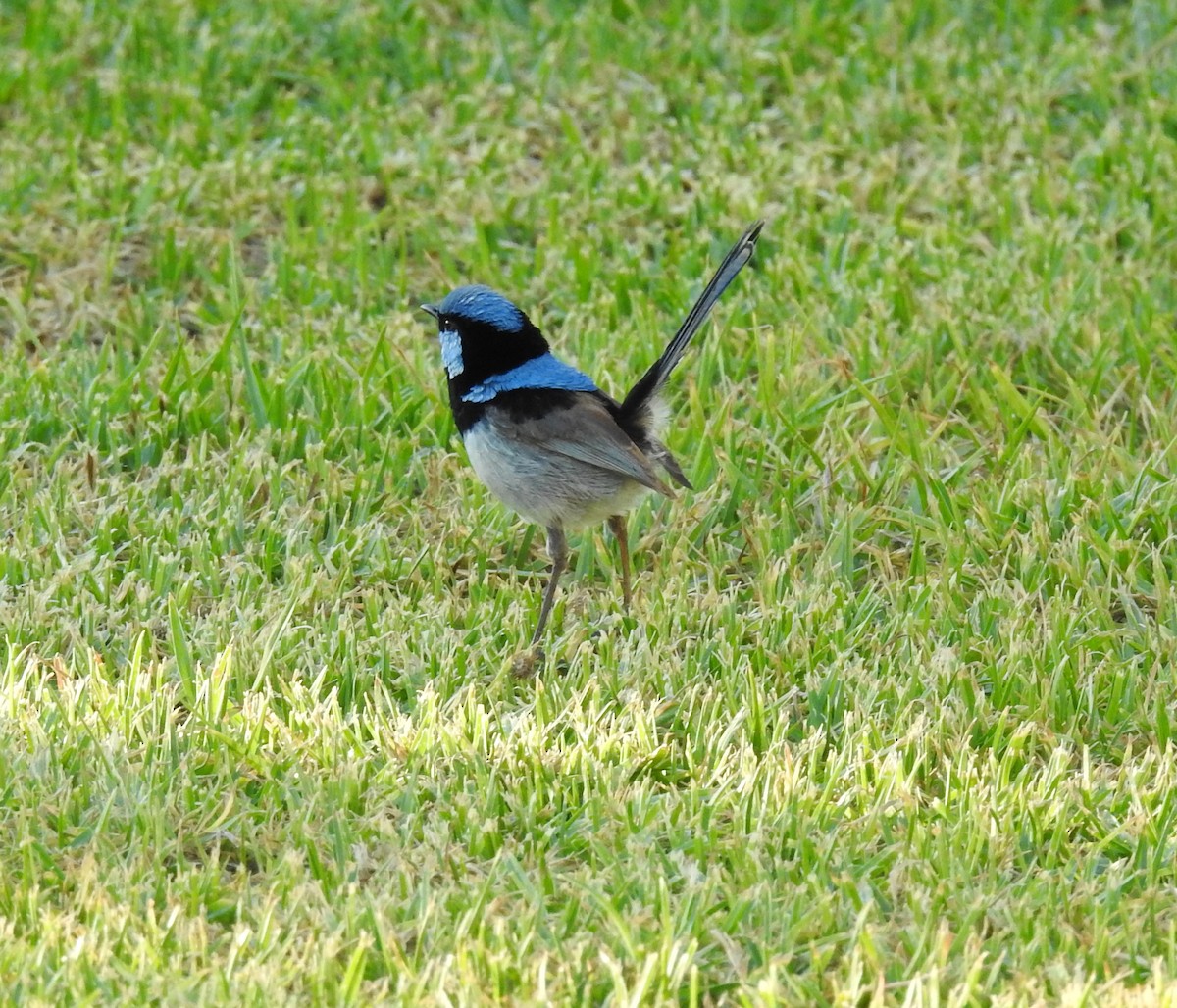 Великолепный малюр - ML647374127