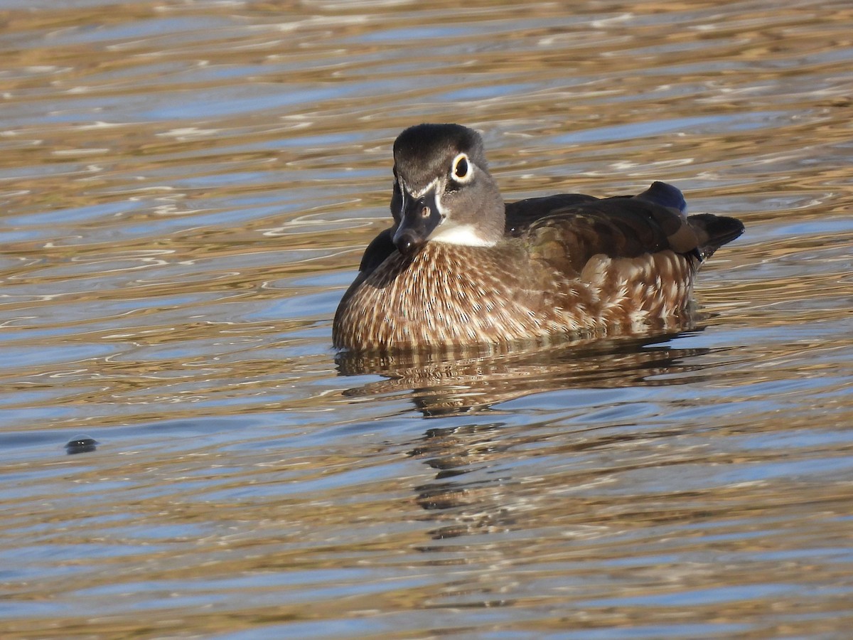 Canard branchu - ML647374134