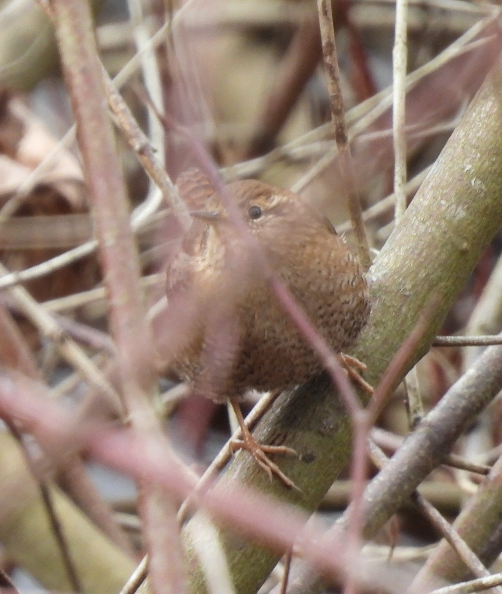 フユミソサザイ - ML647374135