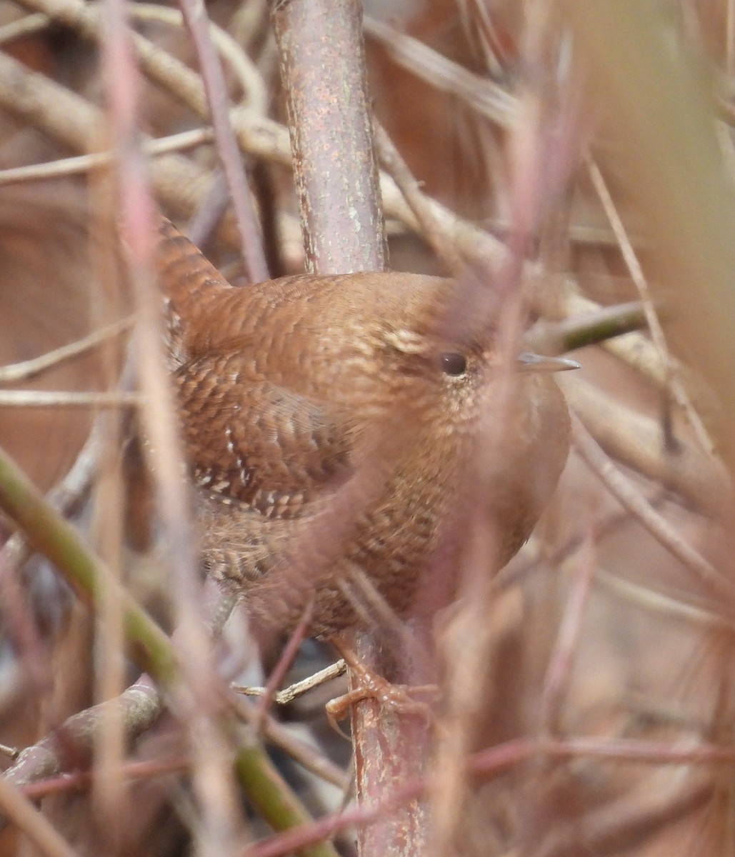 フユミソサザイ - ML647374136