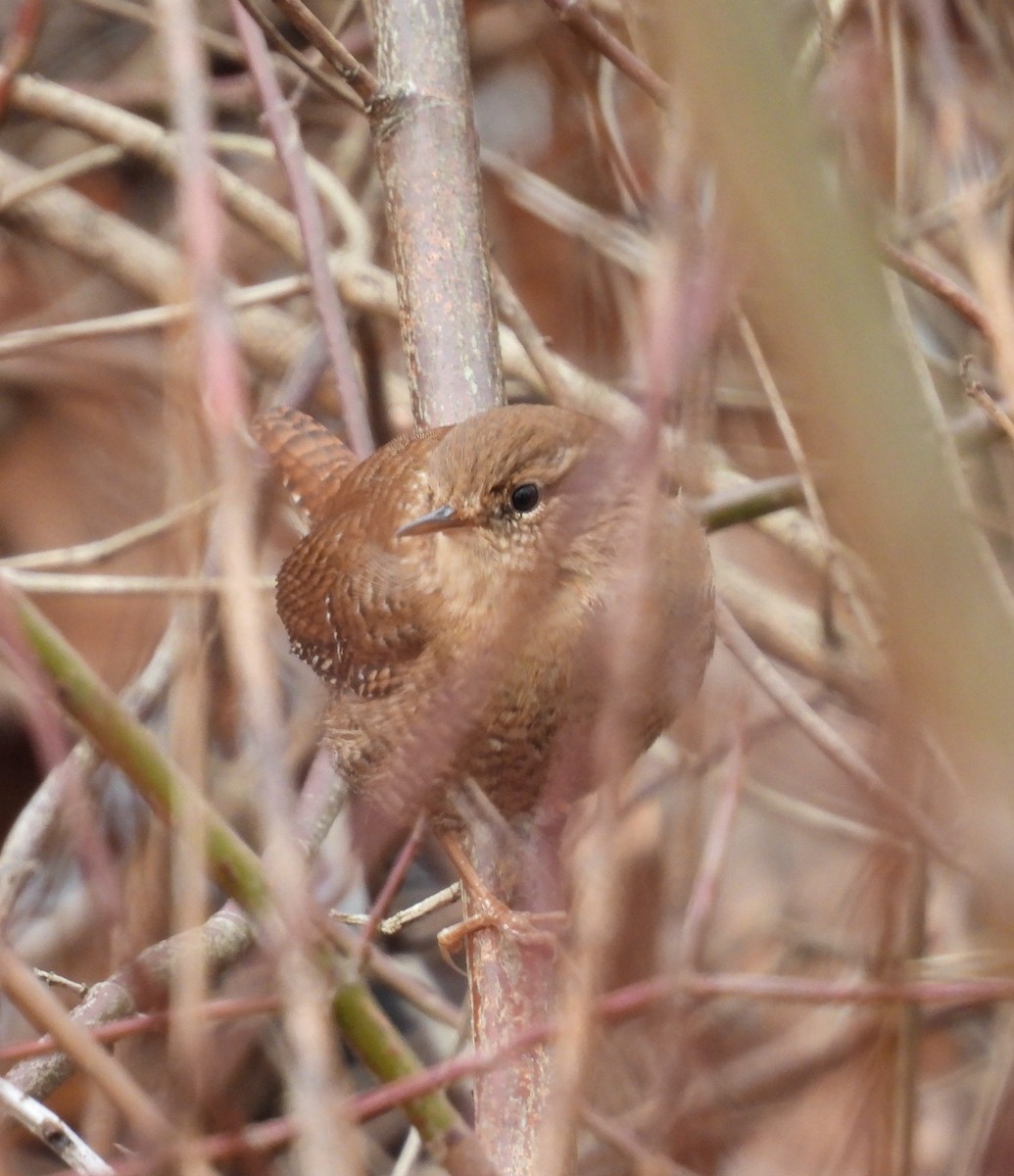 フユミソサザイ - ML647374137