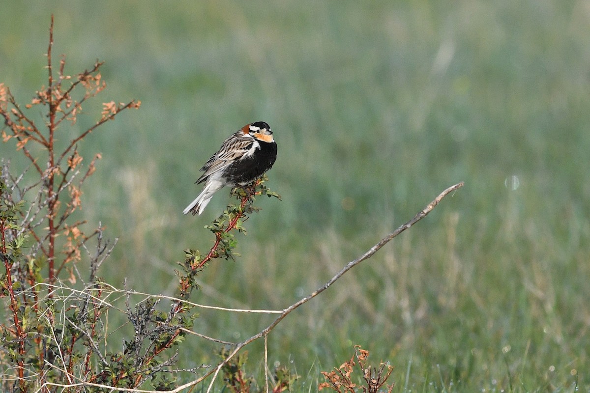 Chestnut-collared Longspur - ML647374138