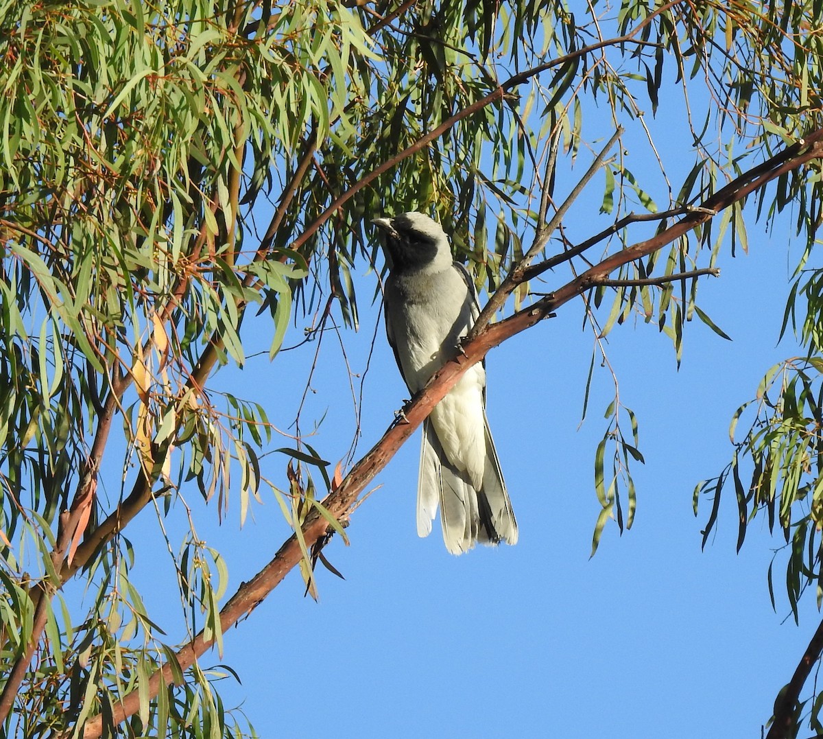 Чернолицый воронец - ML647374139