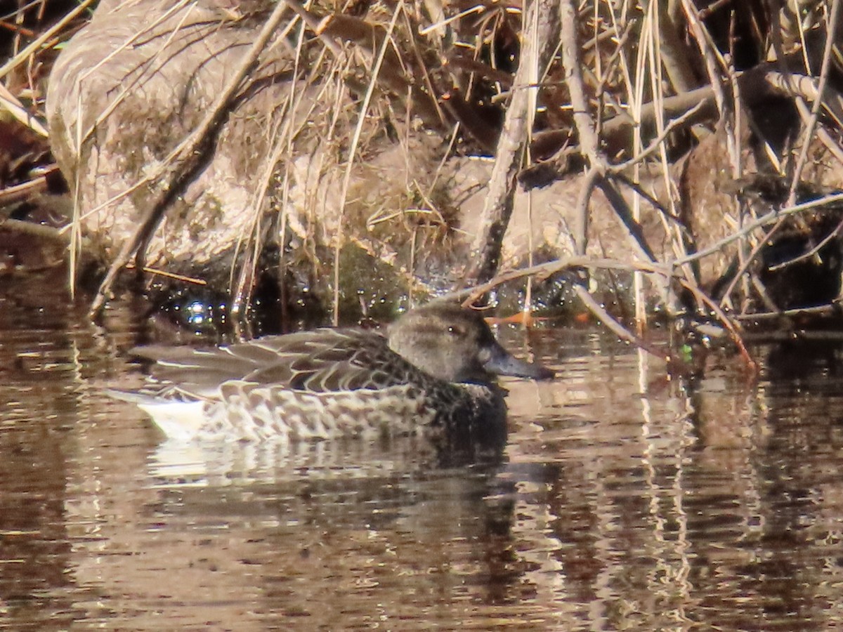 Green-winged Teal - ML647374141