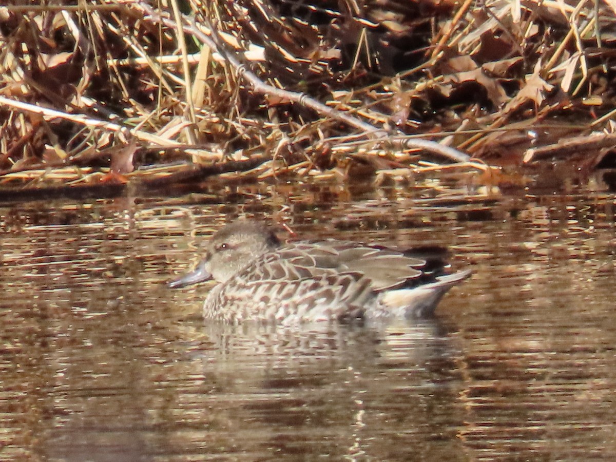Green-winged Teal - ML647374142