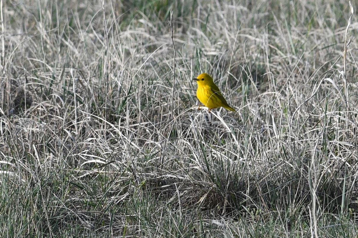 Northern Yellow Warbler - ML647374143