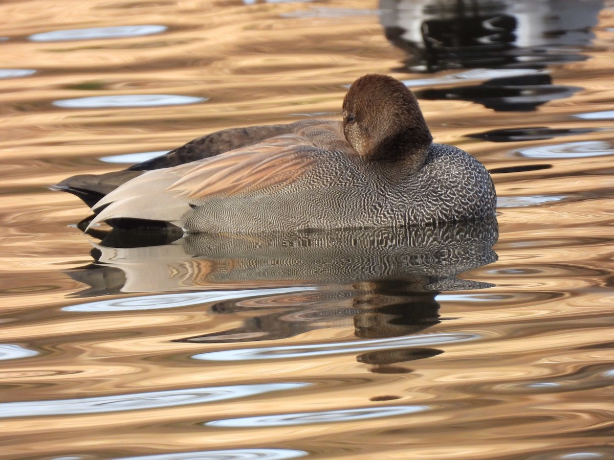 Gadwall - ML647374145