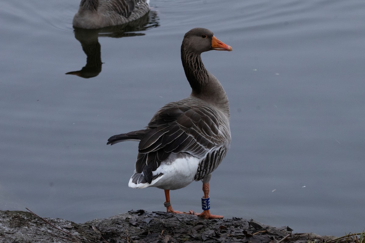 אווז אפור (אירופי) - ML647374146