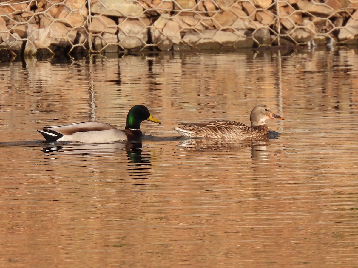 Mallard - ML647374159