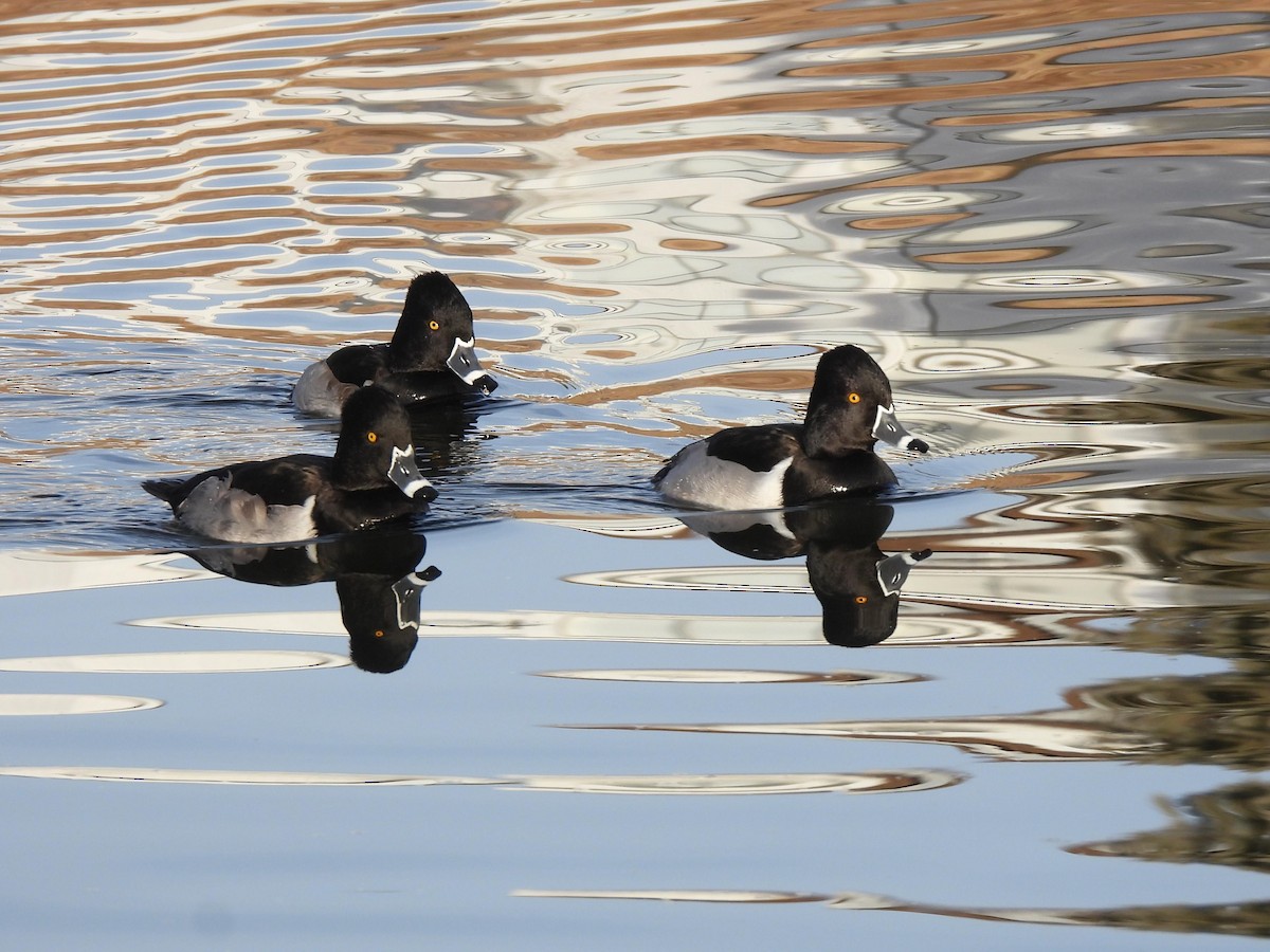 Ring-necked Duck - ML647374173