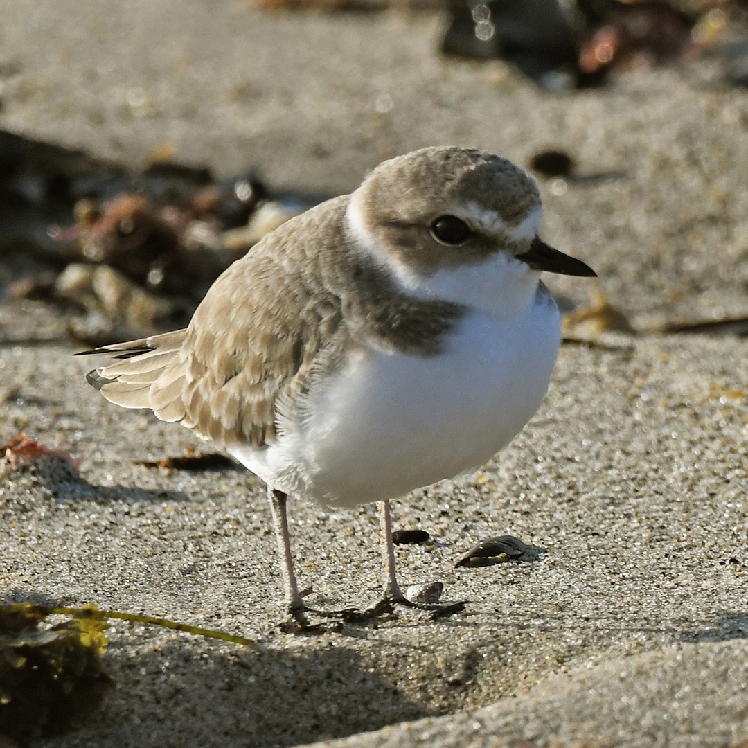 Snowy Plover - ML647374175
