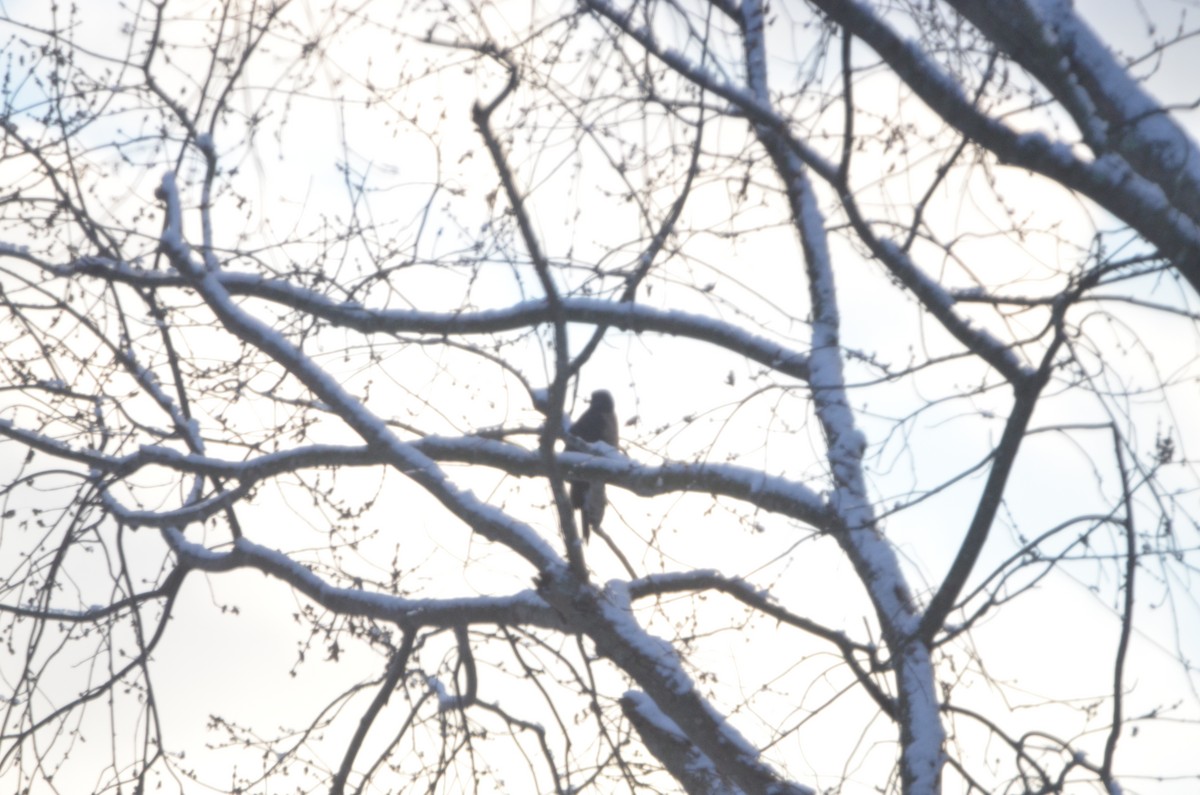 Cooper's Hawk - ML647374178