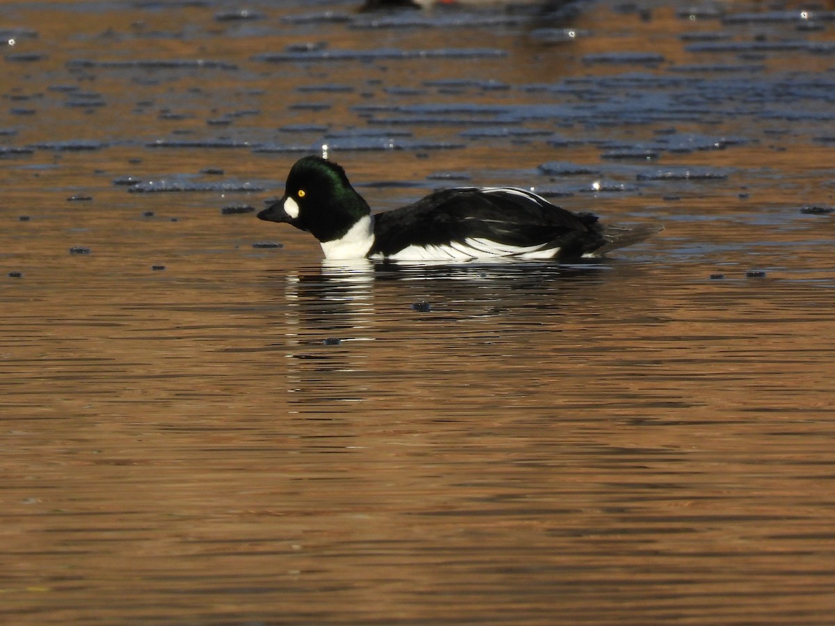 Common Goldeneye - ML647374185