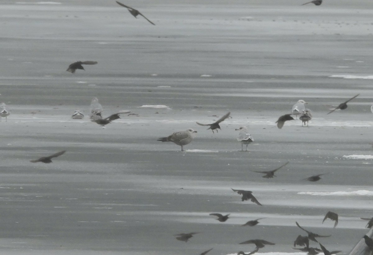 racek mořský - ML647374186