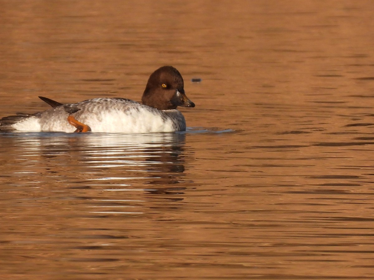 Common Goldeneye - ML647374187