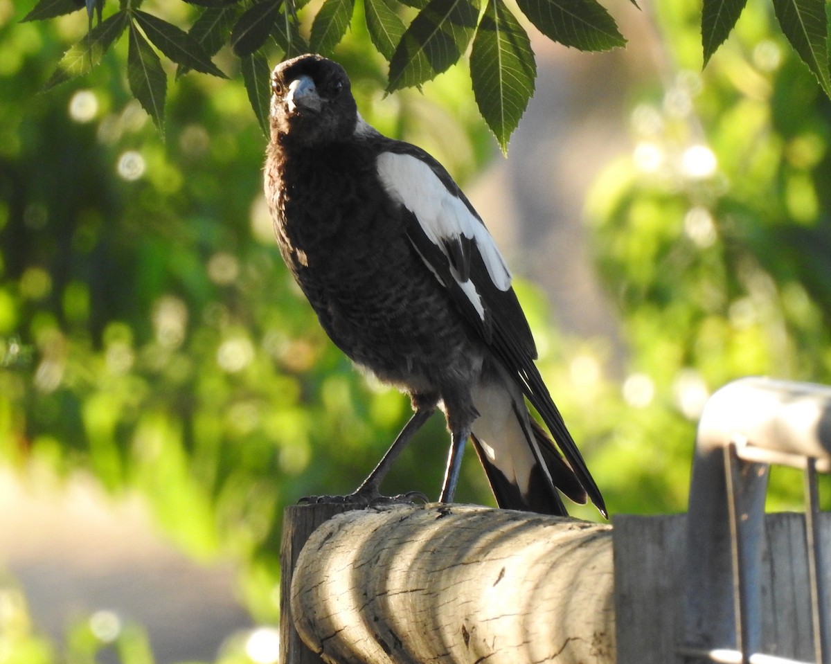 Буругонг, ворона-свистун [группа tibicen] - ML647374190