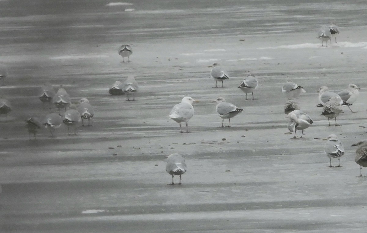 Gavión Hiperbóreo - ML647374191