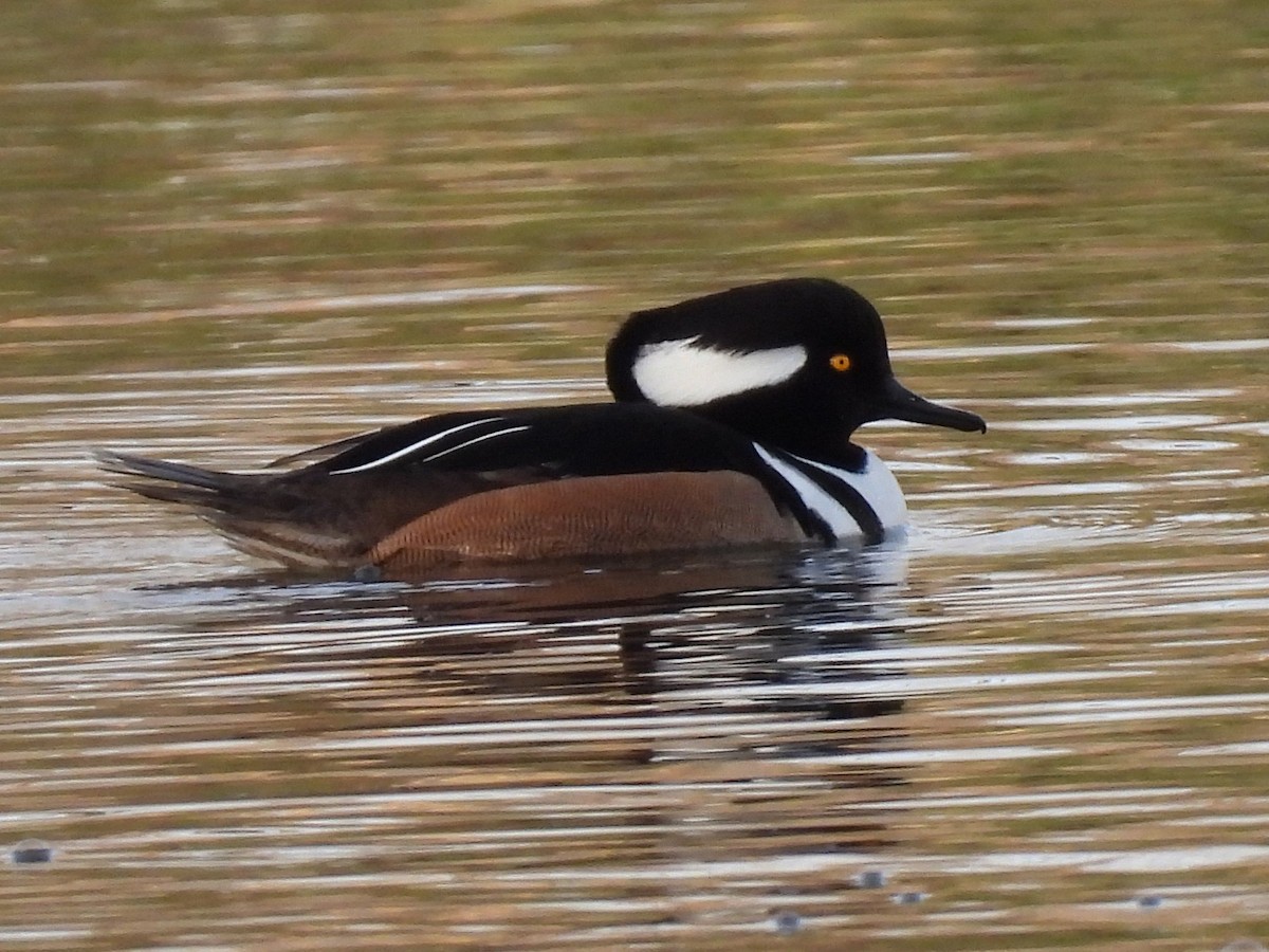 Hooded Merganser - ML647374196