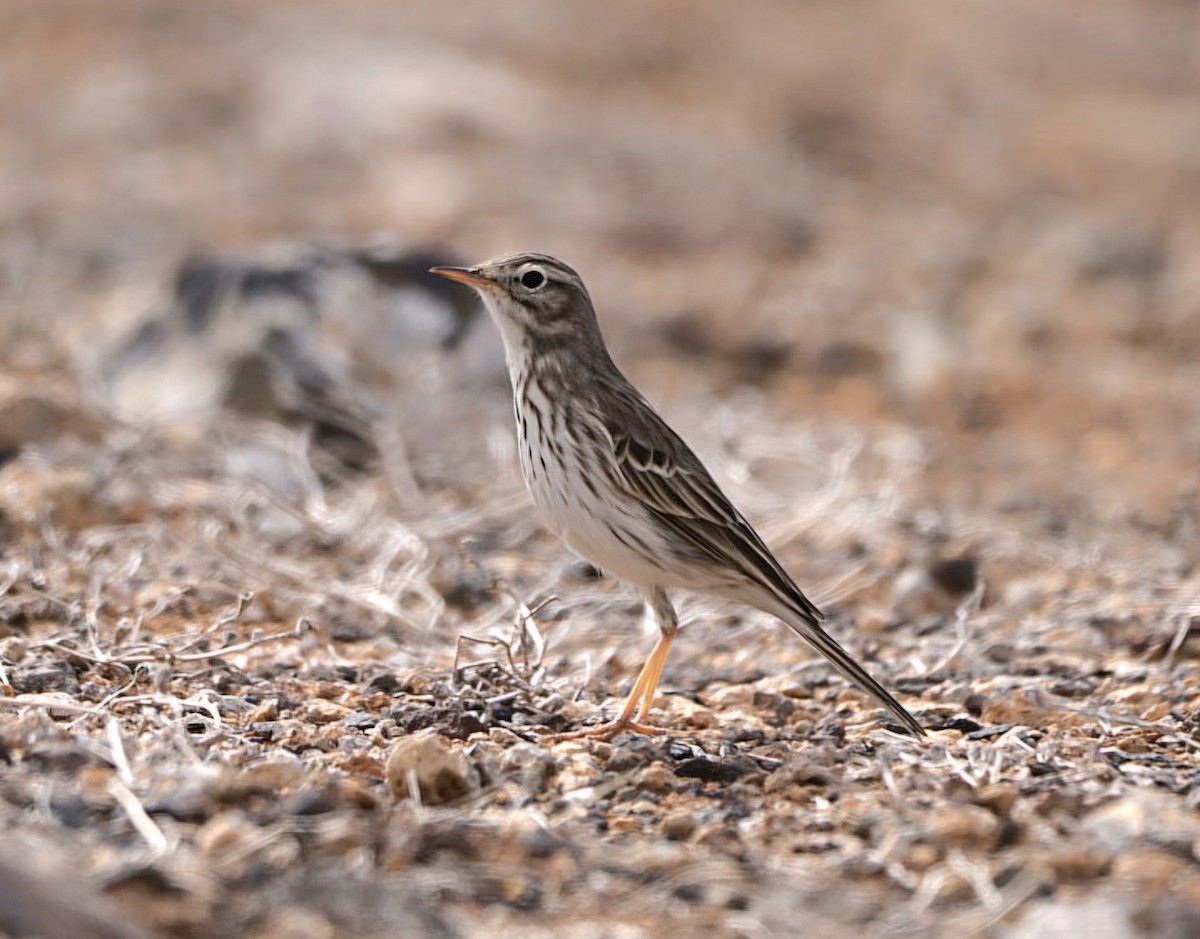 linduška kanárská - ML647374197